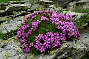 74  Silene a cuscinetto (Silene acaulis)